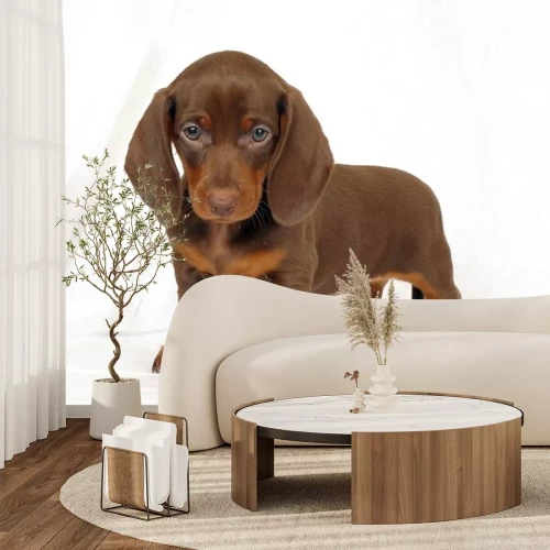 Sticker Hunde brauner Dackelwelpe mit brauner Nase