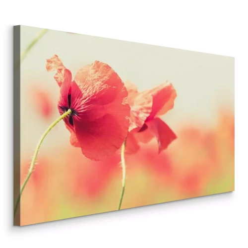 Bild Nahaufnahme von Mohnblumen