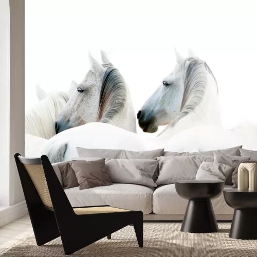 Fototapete Drei weiße pferde auf hellem hintergrund