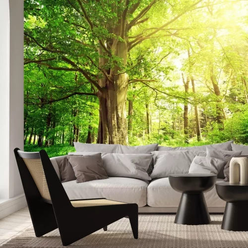 Fototapete Bäume Wald und grüne Pflanzen