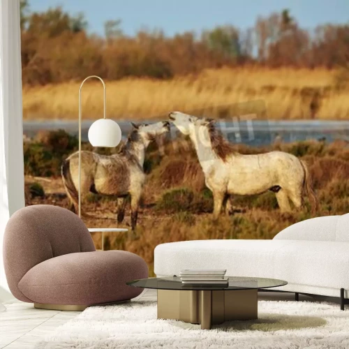 Fototapete Zwei pferde auf der weide