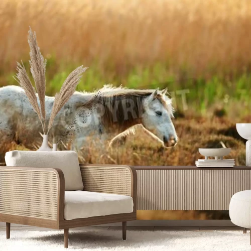 Fototapete Durch eine wiese laufendes pferd