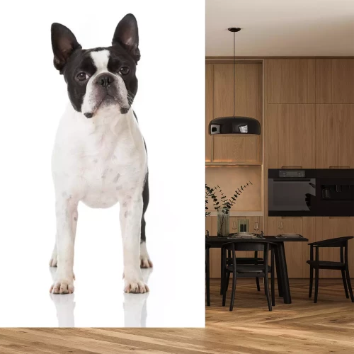 Sticker Boston-Terrier-Hund