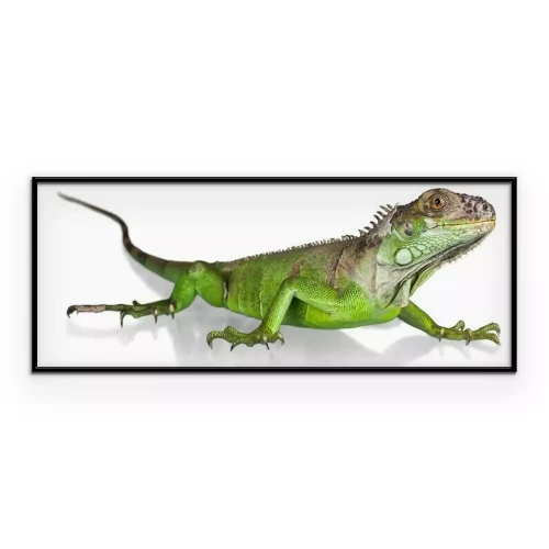 Poster Grüne Eidechse auf weißem Hintergrund