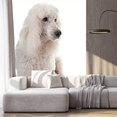 Sticker Pudel auf weißem Hintergrund