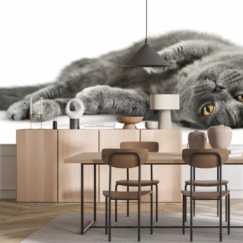 Sticker Katzen flauschige Katze dreht sich beim Spielen auf den Rücken