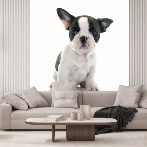Sticker Welpe einer französischen Bulldogge