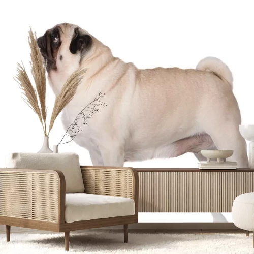 Sticker Stehender Hund auf hellem Hintergrund