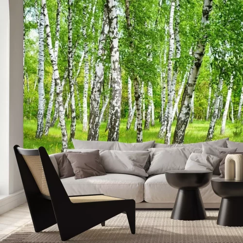 Fototapete Birkenhain