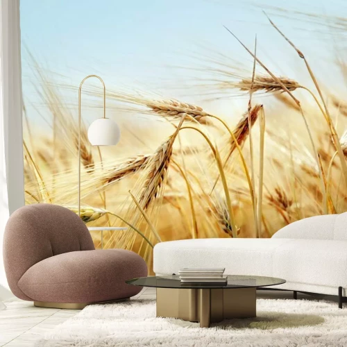 Fototapete Weizenähren und Natur