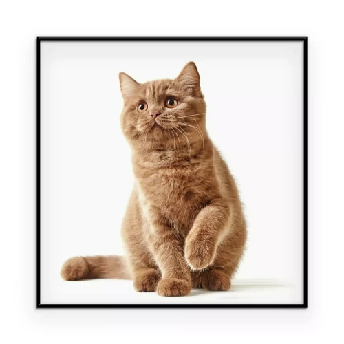 Poster Britische Katze auf hellem Hintergrund