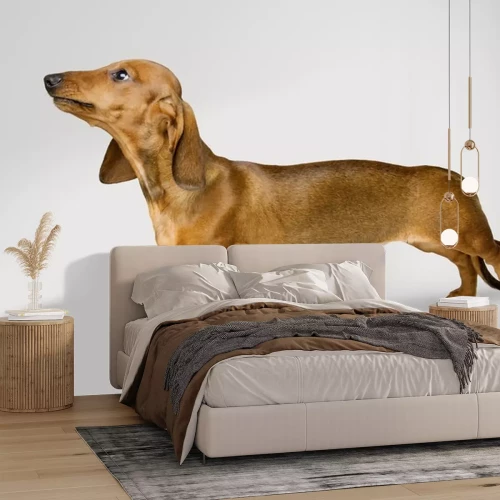 Sticker Hunde hellbrauner Dackel mit langen Ohren