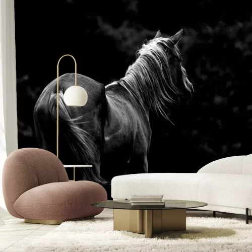 Fototapete Silhouette eines grauschimmels