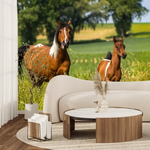 Fototapete Pferd und fohlen im gras