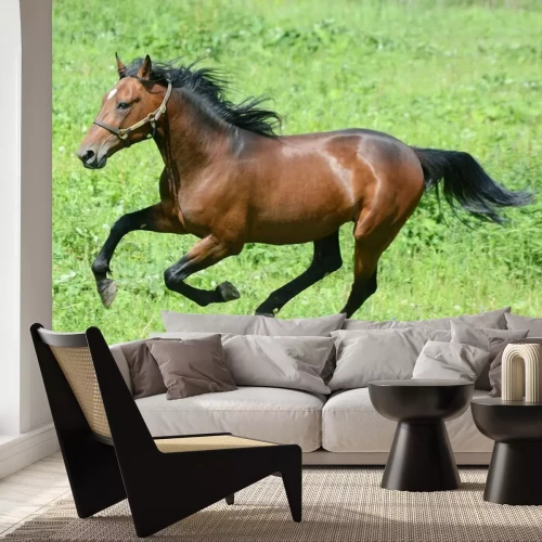 Fototapete Galoppierender rappe