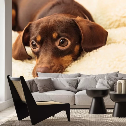 Sticker Familienmitglied Hund liegt auf weicher Decke