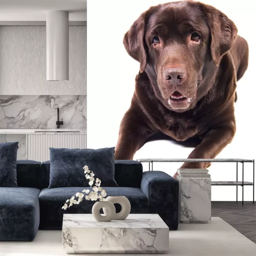 Sticker Labrador auf weißem Hintergrund