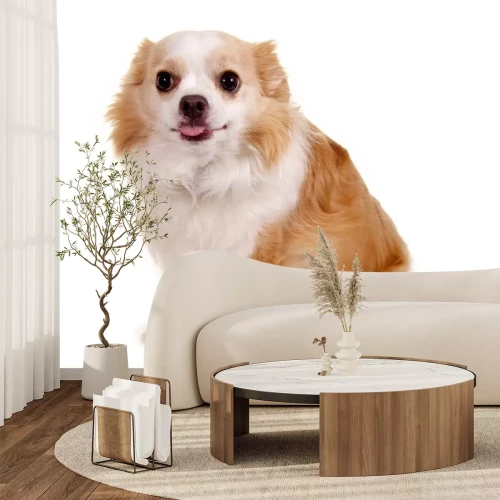 Sticker Chihuahua auf weißem Hintergrund