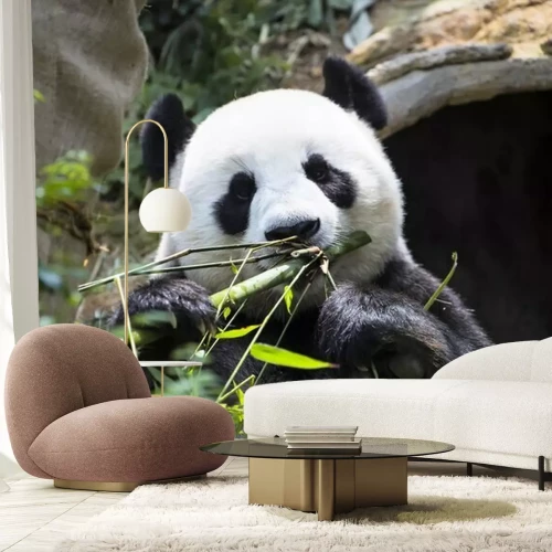 Fototapete Panda in bambusblättern