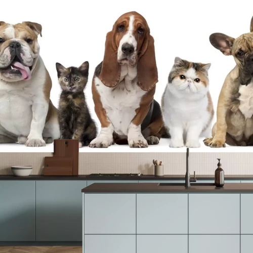 Sticker Haustiere schauen neugierig nach vorn