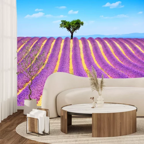 Sticker Lavendelfelder mit einem einzigen Baum