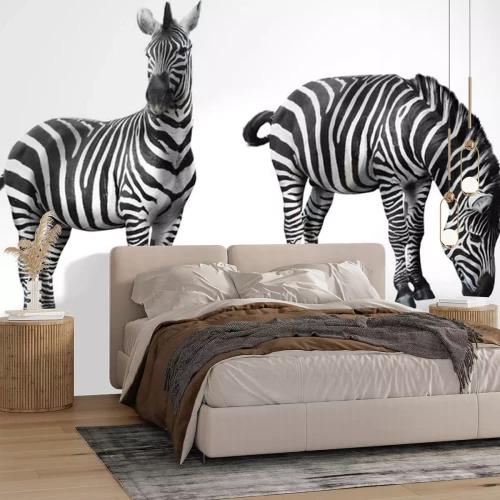 Sticker Zwei Zebras auf einem leeren Hintergrund