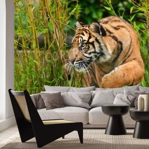 Fototapete Der sumatra-tiger im grün