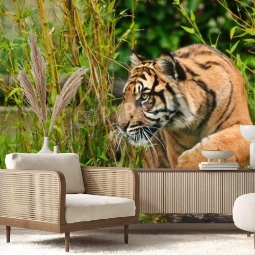 Fototapete Der sumatra-tiger im grün