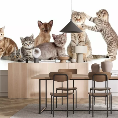 Sticker Verschiedenen Katzen Gruppe isoliert