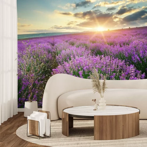 Fototapete Ein blühendes Lavendelfeld und die untergehende Sonne
