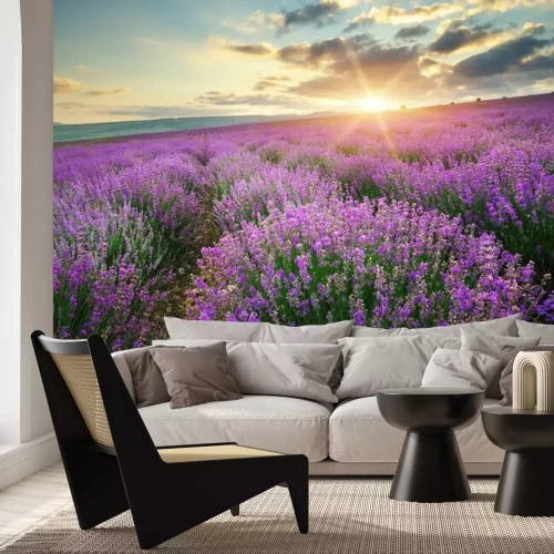Fototapete Ein blühendes Lavendelfeld und die untergehende Sonne