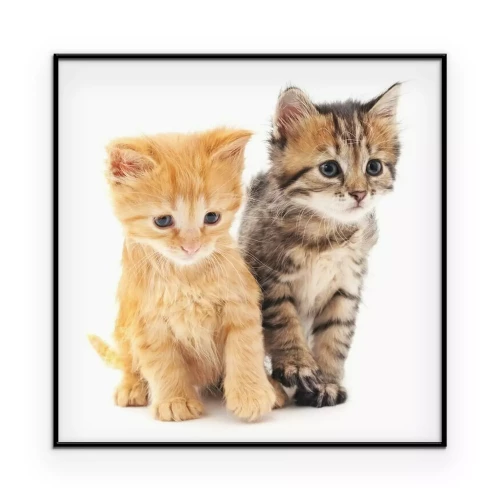 Poster Porträt von kleinen Kätzchen