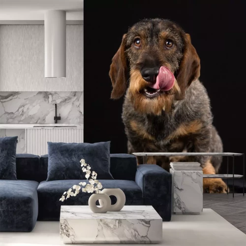 Sticker Hund Familienmitglied Dackel beim Ablecken