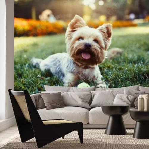 Sticker Hunde Terrier im Garten mit Tennisball