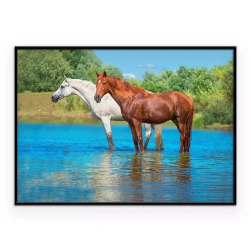 Poster Ein Pferdepaar ruht sich in einem Fluss aus