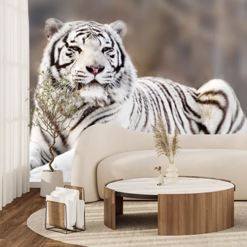 Fototapete Weißer tiger auf verschwommenem hintergrund