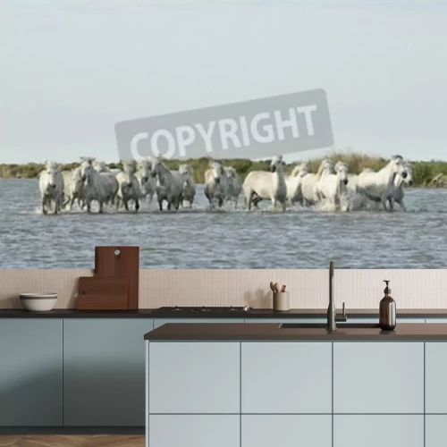 Fototapete Herde weißer pferde im wasser