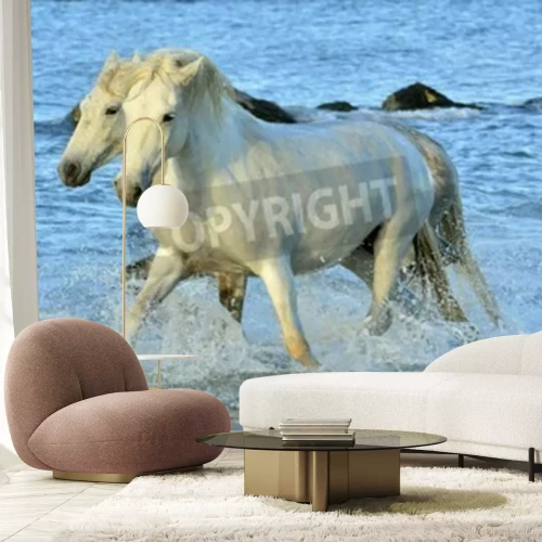 Fototapete Weiße camaruge-pferde