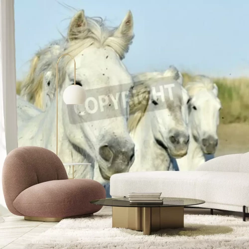 Fototapete Porträt von drei pferden