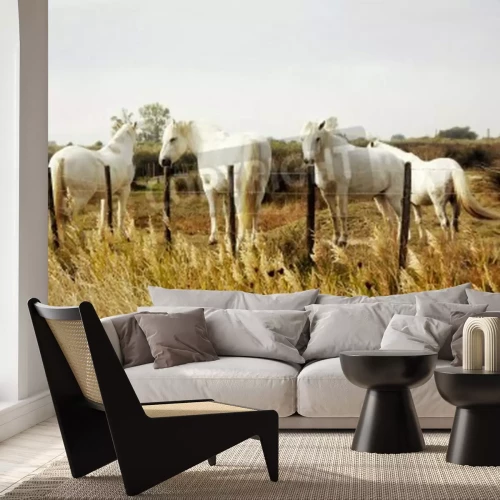 Fototapete Weiße pferde auf braunen wiesen