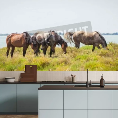 Fototapete Camargue in der provence