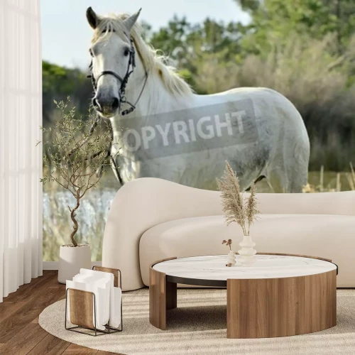 Fototapete Porträt des weißen camargue-pferdes