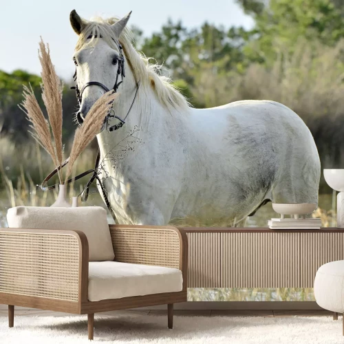 Fototapete Porträt des weißen camargue-pferdes