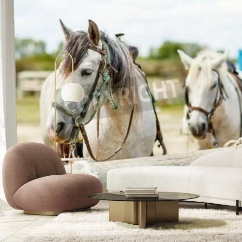 Fototapete Pferde im geschirr