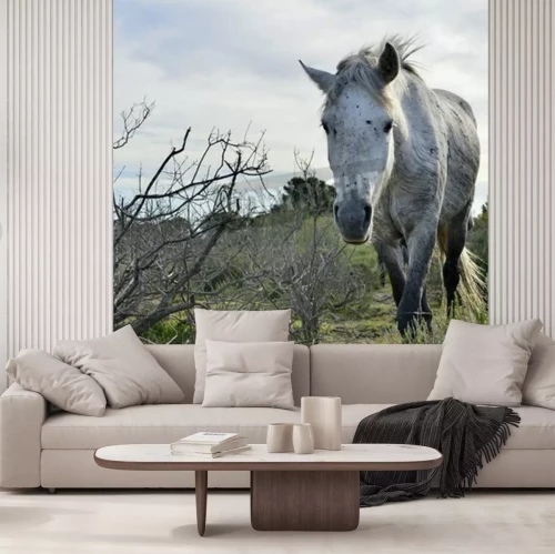 Fototapete Grauschimmel auf der straße