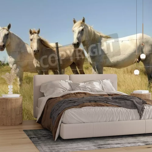 Fototapete Pferde hinter dem zaun