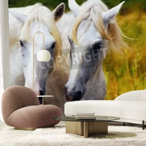 Fototapete Zwei pferde im gras