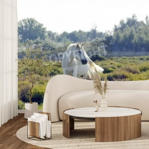 Fototapete Weißpferd und grünanlage