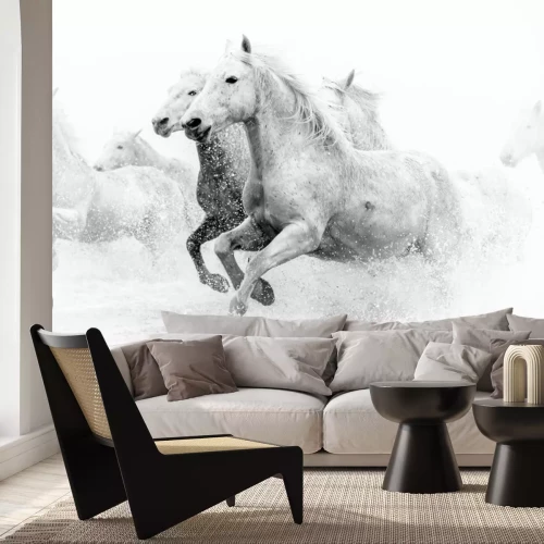 Fototapete Schwarz-weiße pferde im galopp