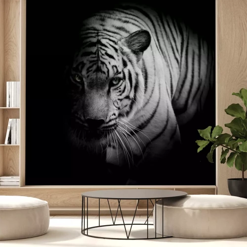 Sticker Tiger auf einem Schwarzweißfoto